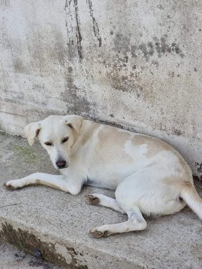 4 anni, 16 kg. carattere splendido