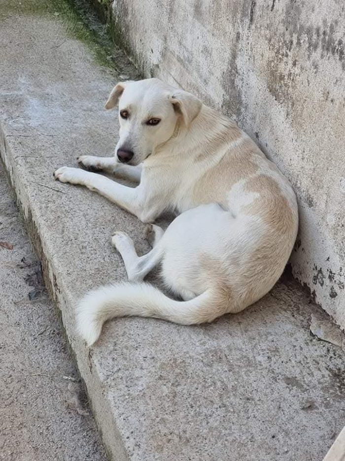 4 anni, 16 kg. carattere splendido