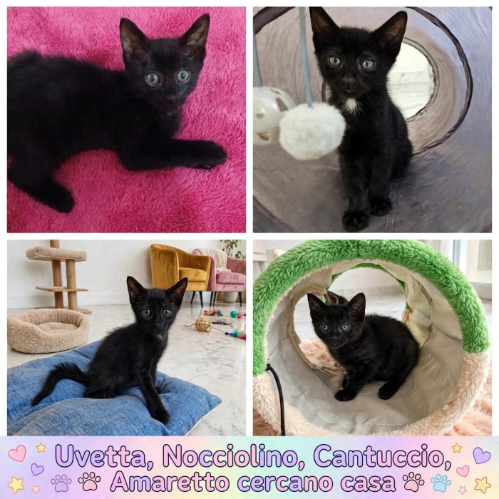 Una giovane mamma speciale e le sue 5 meraviglie cercano casa! 🐾