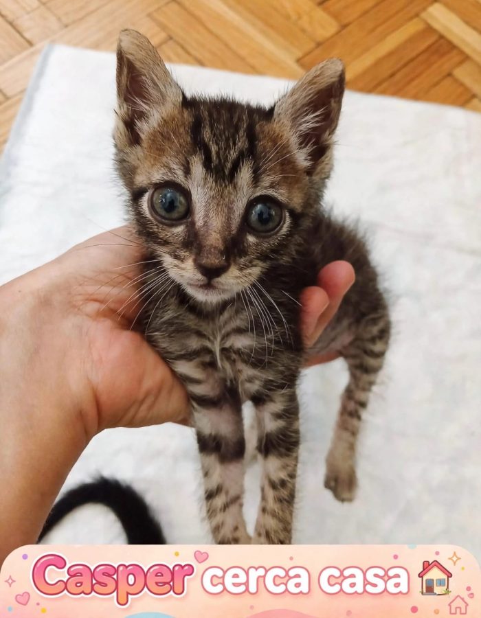 Una giovane mamma speciale e le sue 5 meraviglie cercano casa! 🐾