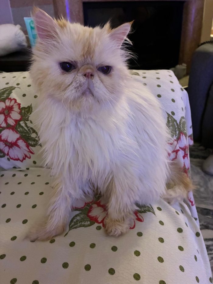 Casper cerca una famiglia amorevole e affetuosa