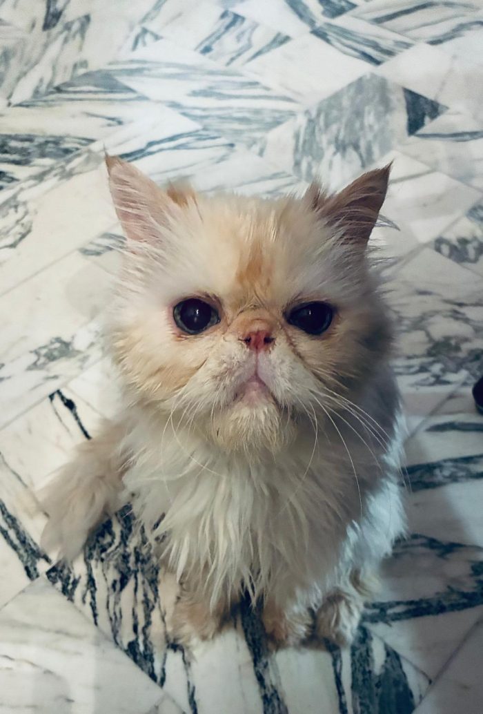 Casper cerca una famiglia amorevole e affetuosa