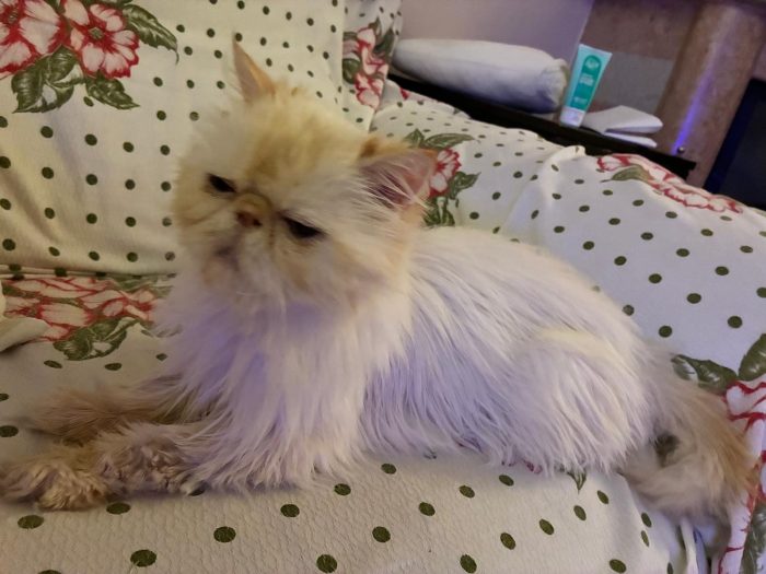 Casper cerca una famiglia amorevole e affetuosa