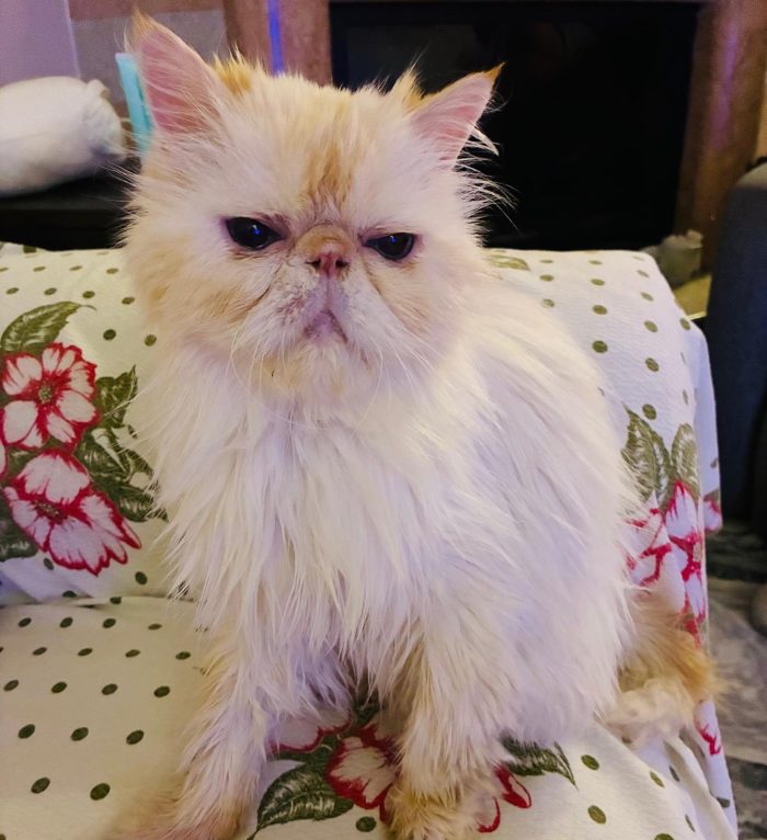 Casper cerca una famiglia amorevole e affetuosa - media 6