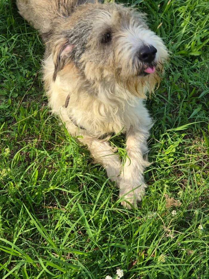 Blue, splendida ed equilibrata simil Terrier