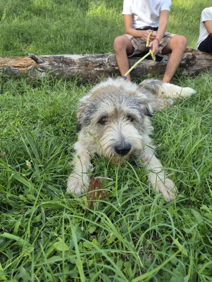 Blue, splendida ed equilibrata simil Terrier