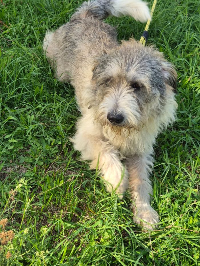 Blue, splendida ed equilibrata simil Terrier