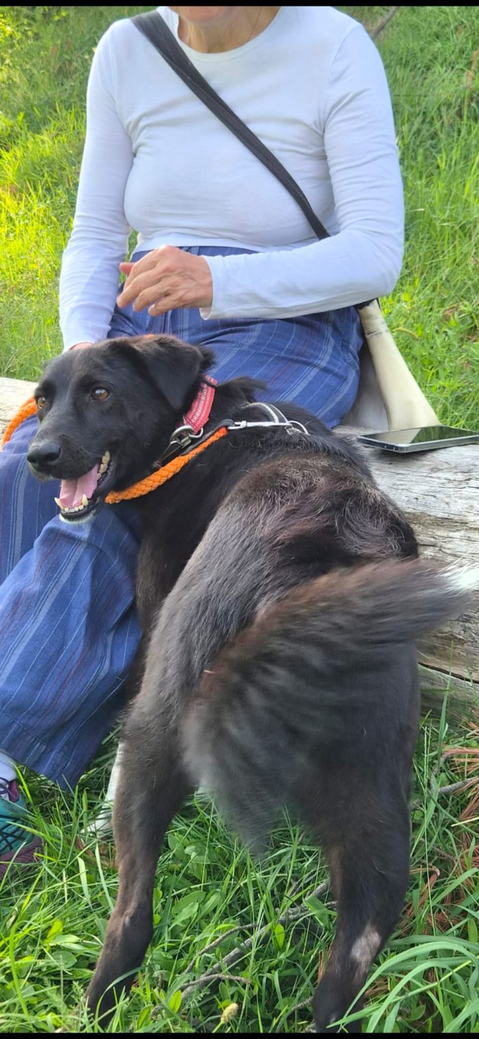 Windy, splendida ed equilibrata simil labrador