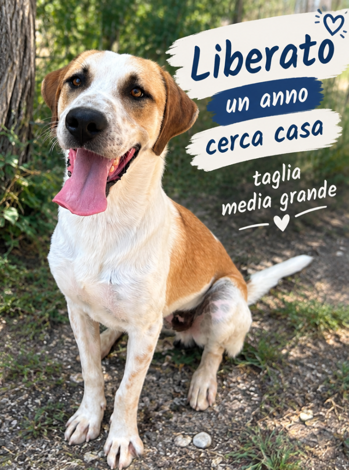 Cane dolcissimo