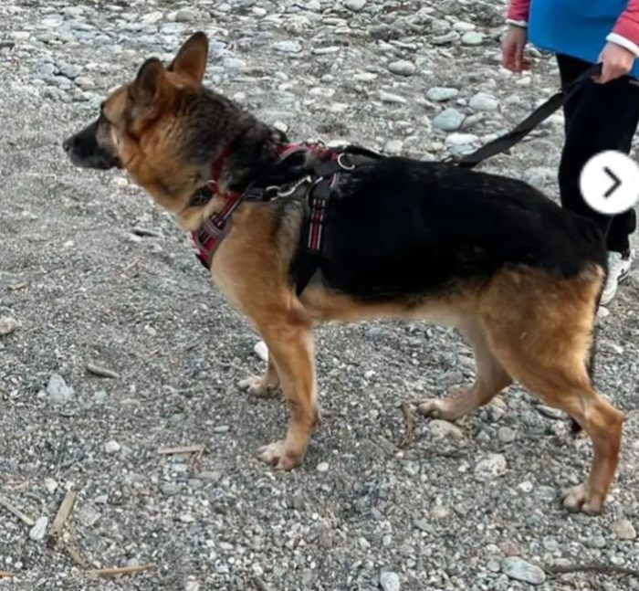 Sly Pastore Tedesco adulto salvato 2anni fa ..in stallo a Savona - media 4