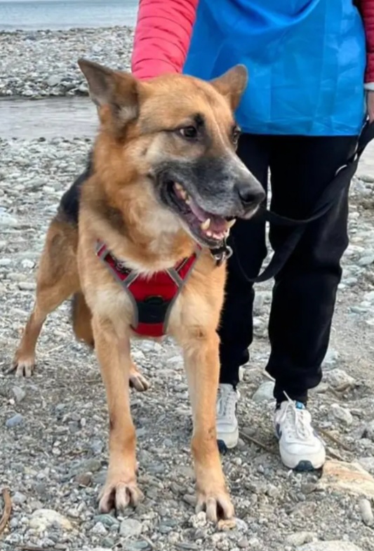 Sly Pastore Tedesco adulto salvato 2anni fa ..in stallo a Savona