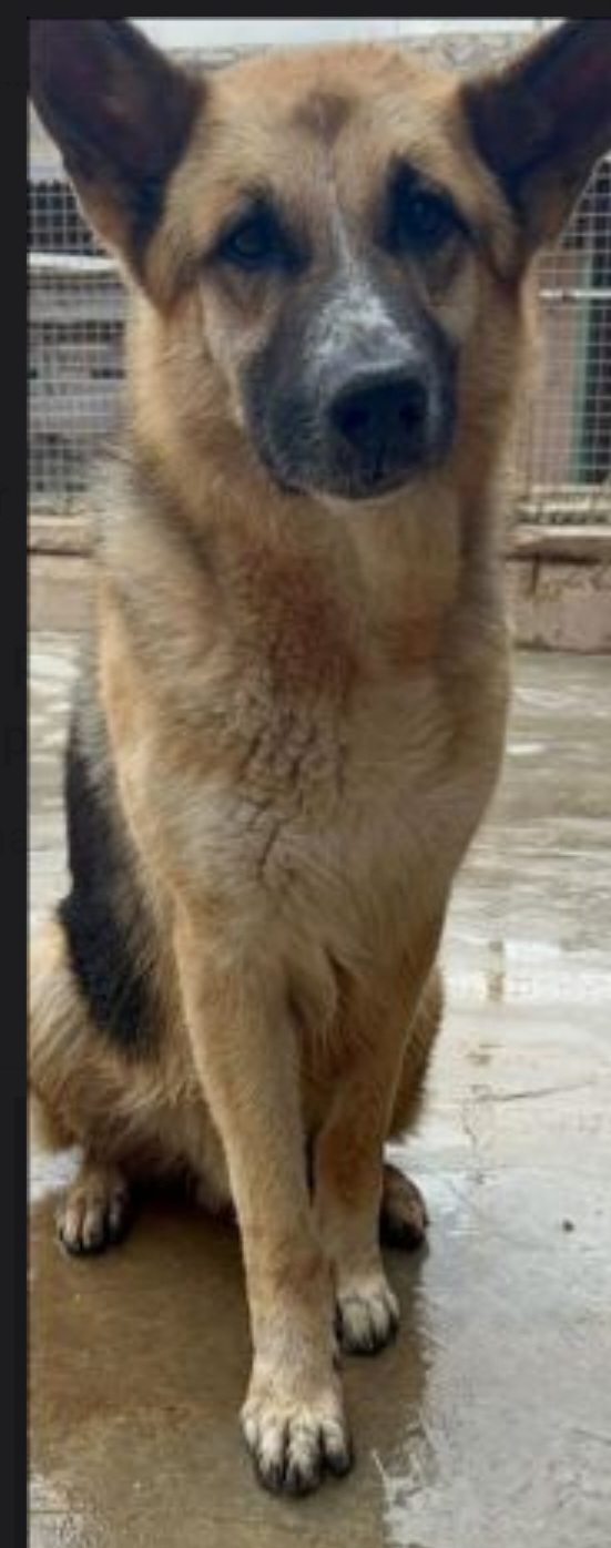 Sly Pastore Tedesco adulto salvato 2anni fa ..in stallo a Savona
