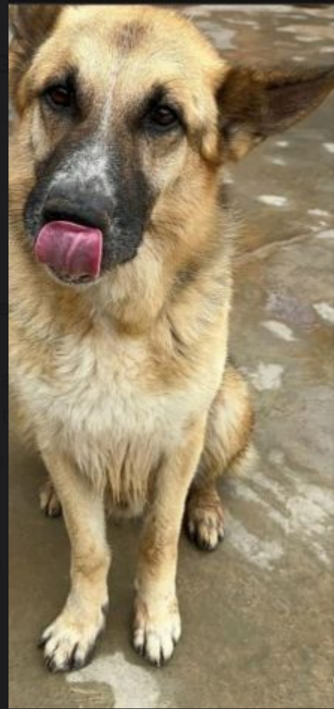 Sly Pastore Tedesco adulto salvato 2anni fa ..in stallo a Savona