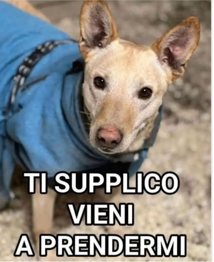 Teo 5anni tg contenuta pronto x iniziare 1nuova vita.MANTOVA