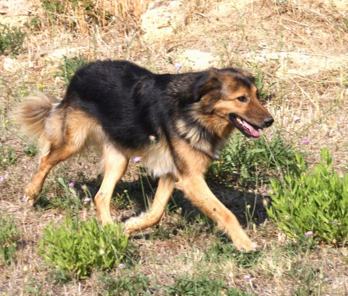 Enza in adozione