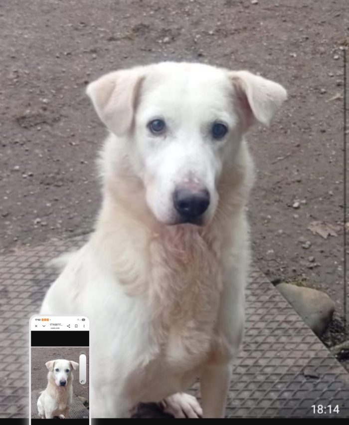 Bugo sui 4anni..salito oltre 2anni fa e rifiutato.. BRESCIA