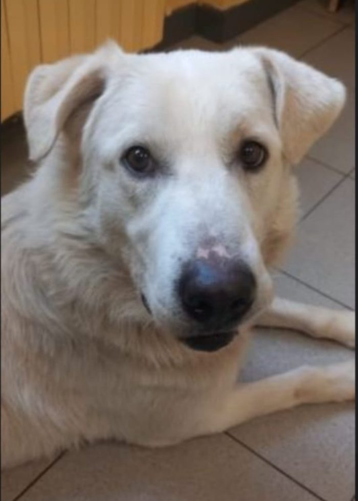 Bugo sui 4anni..salito oltre 2anni fa e rifiutato.. BRESCIA