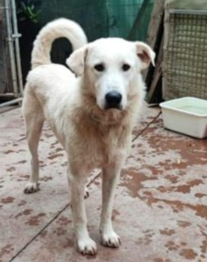 Bugo sui 4anni..salito oltre 2anni fa e rifiutato.. BRESCIA
