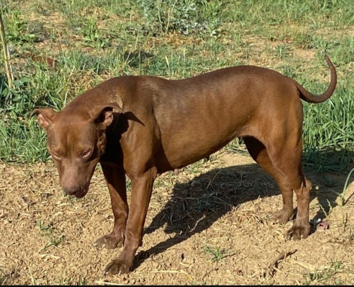 Zena Pitbull 4anni aspetta da tanto,in canile.COSENZA