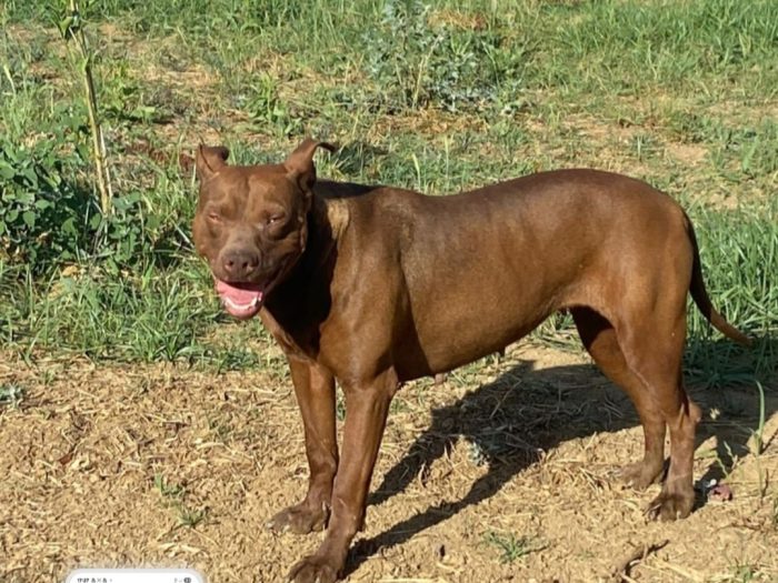 Zena Pitbull 4anni aspetta da tanto,in canile.COSENZA