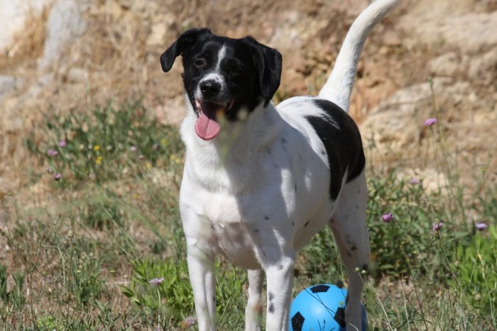 Pedro in adozione