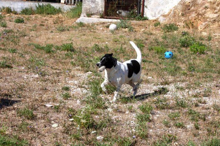 Pedro in adozione - media 7