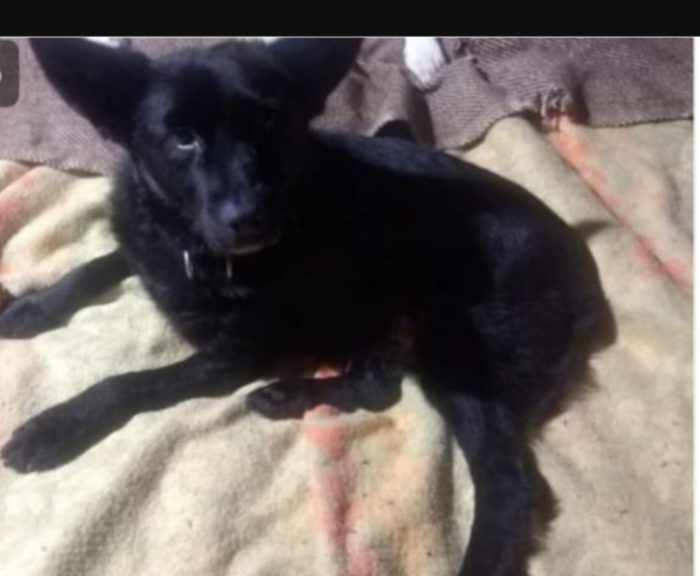 Lucky 8anni tg piccola,sfortunato,troverà mai casa?OVADA AL