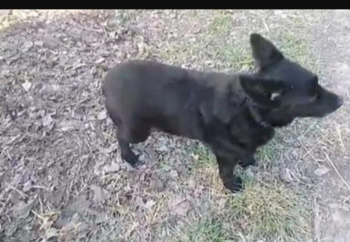 Lucky 8anni tg piccola,sfortunato,troverà mai casa?OVADA AL - media 4