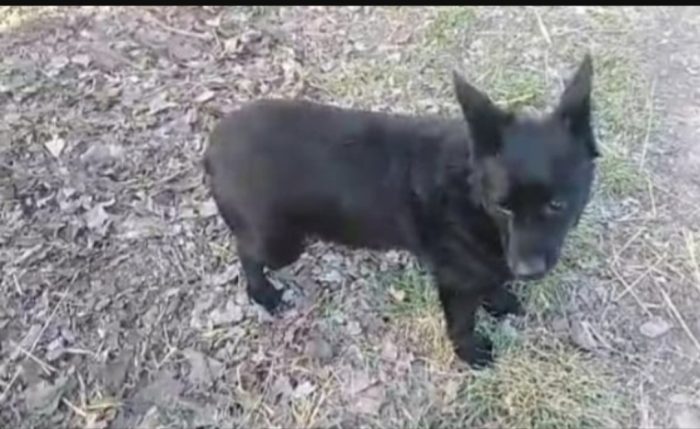 Lucky 8anni tg piccola,sfortunato,troverà mai casa?OVADA AL
