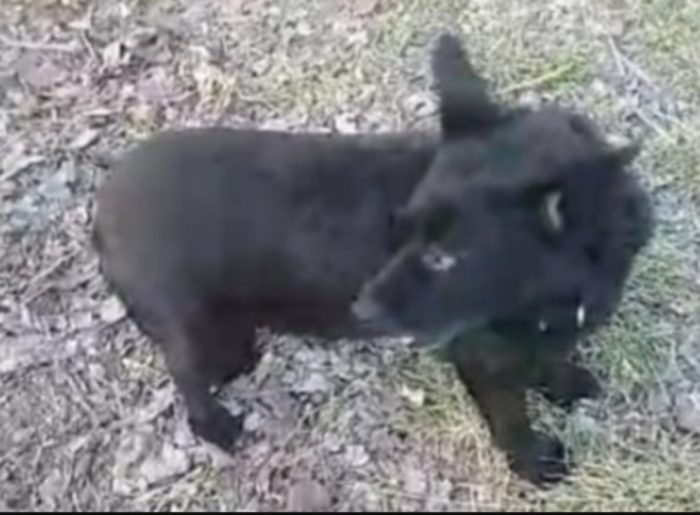 Lucky 8anni tg piccola,sfortunato,troverà mai casa?OVADA AL