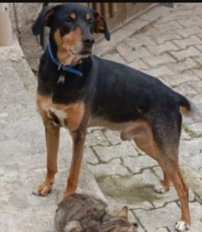 Aron 7/8anni,x 6anni ha vissuto in casa