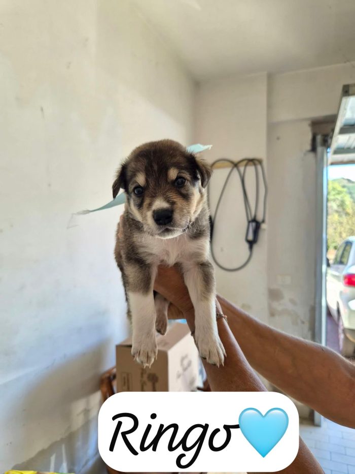 Ringo cerca casa