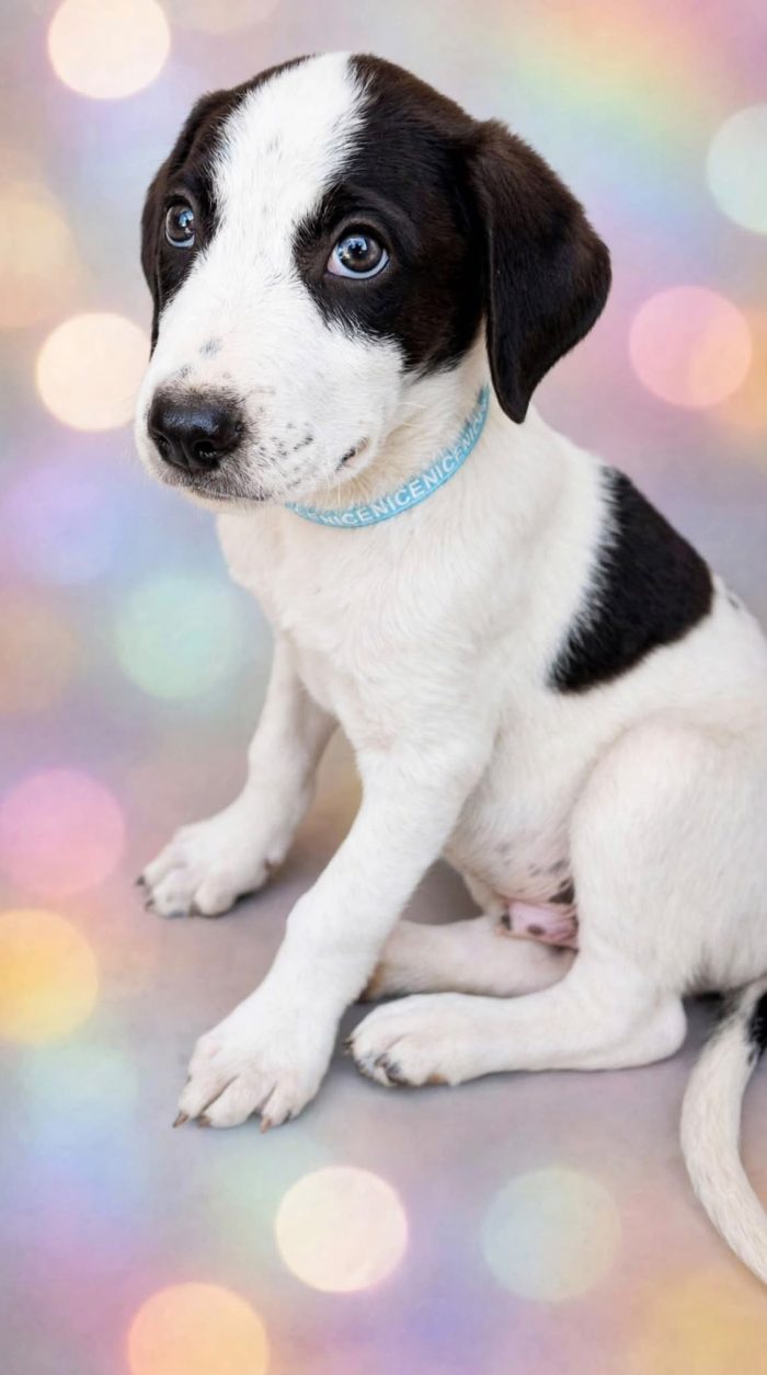 3cuccioli 2mesi e mezzo mix beagle/Pointer tg media SIRACUSA - media 6