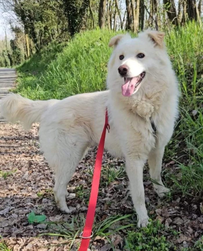 Fiore 5anni,2 a catena,da 3 in box..tre anni di invani appelli!!!SOS CASA CON GIARDINO. NOVARA