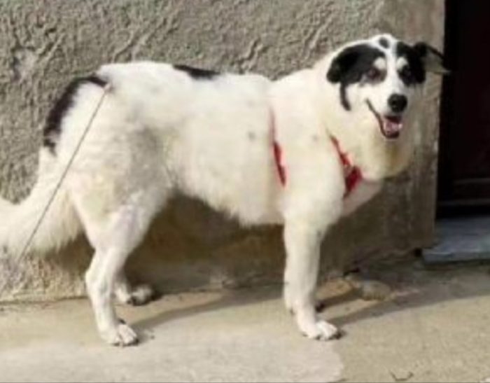 Bianca 5/6anni tg grande..3anni di lager..ALESSANDRIA