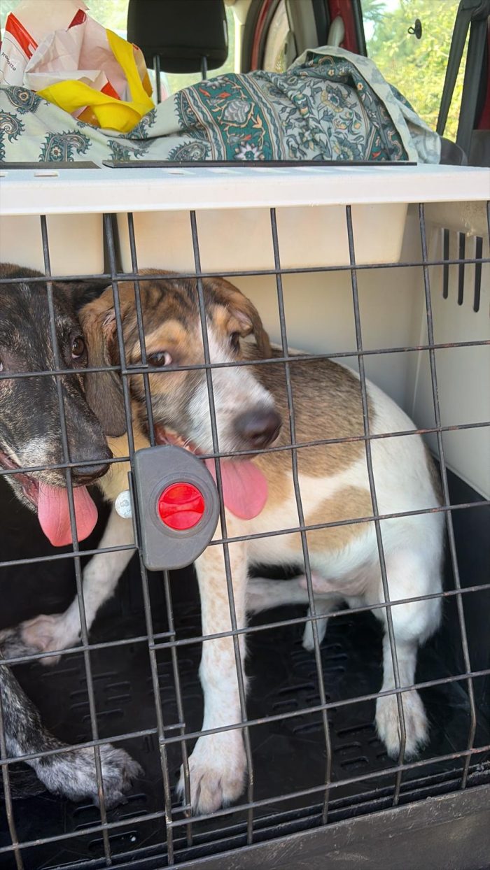 Leon e Byron  4mesi e 1/2,tg media futura,salvati 1mese fa SIRACUSA