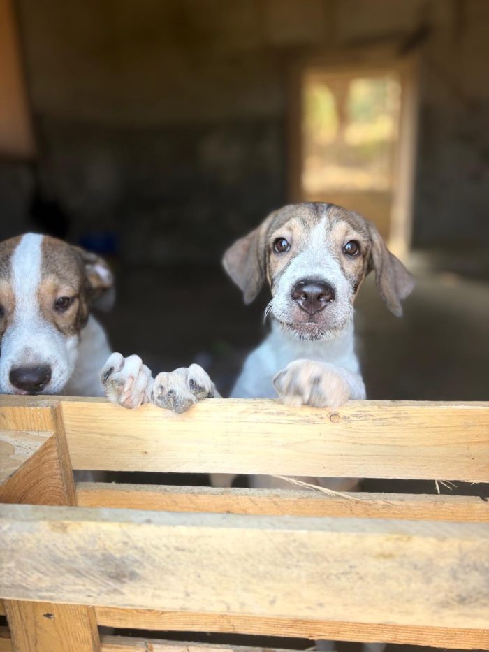 Leon e Byron  4mesi e 1/2,tg media futura,salvati 1mese fa SIRACUSA