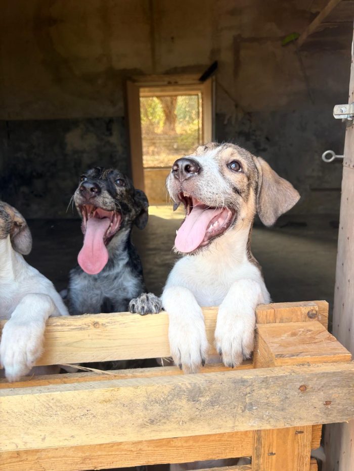 Leon e Byron  4mesi e 1/2,tg media futura,salvati 1mese fa SIRACUSA - media 7