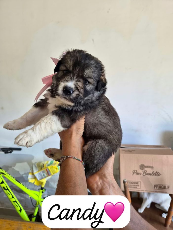 Candy bellissima cucciola simil pastore australiano