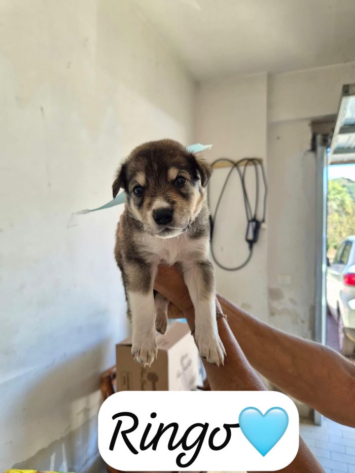 Ringo dolcissimo cucciolo simil pastore australiano