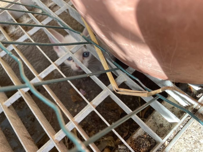 Tre gattini bianchi con occhietti azzurri cercano casa.
