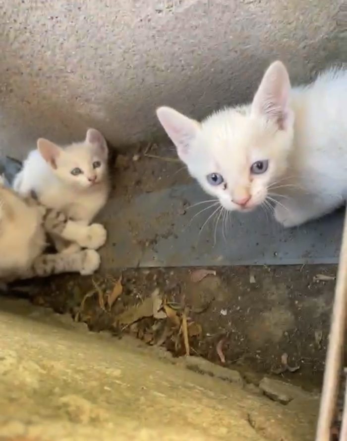 Tre gattini bianchi con occhietti azzurri cercano casa.