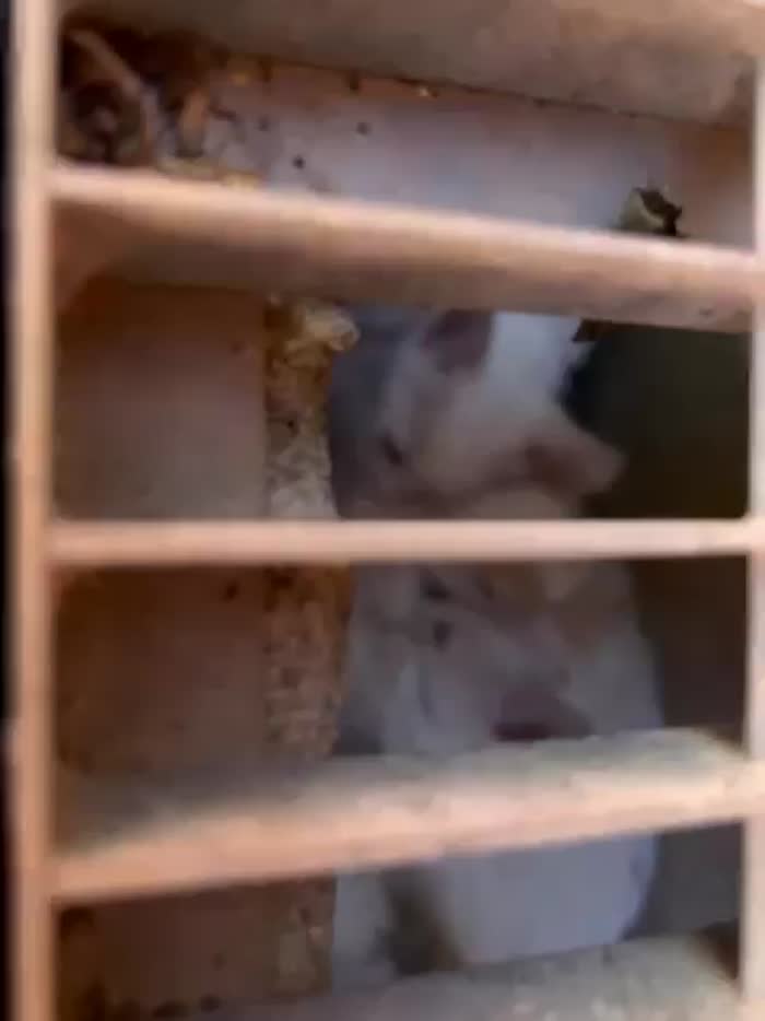 Tre gattini bianchi con occhietti azzurri cercano casa. - media 4
