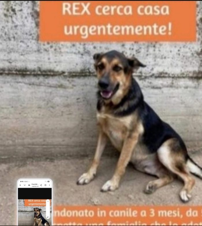 Simil Pastore Tedesco 5anni mollato in canile a 3mesi...ancora lì!! CAMPANIA