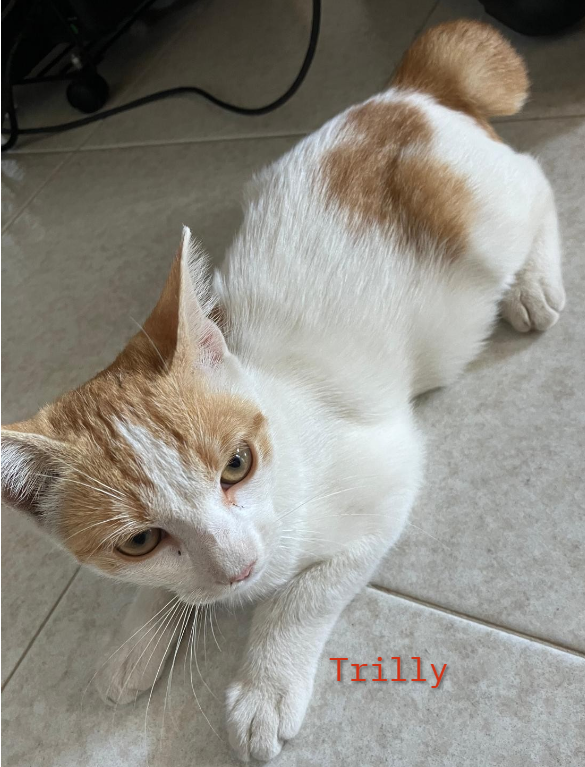 Trilly, coccolona cerca famiglia