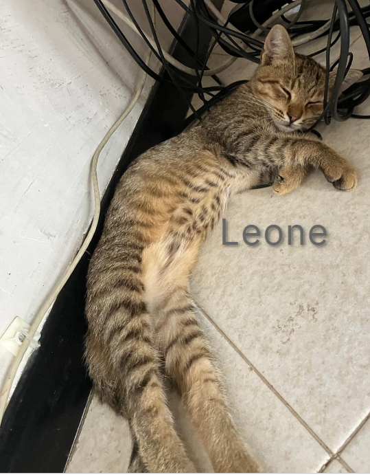Leone, piccolo ma con il suo carattere ben formato proprio come un leone