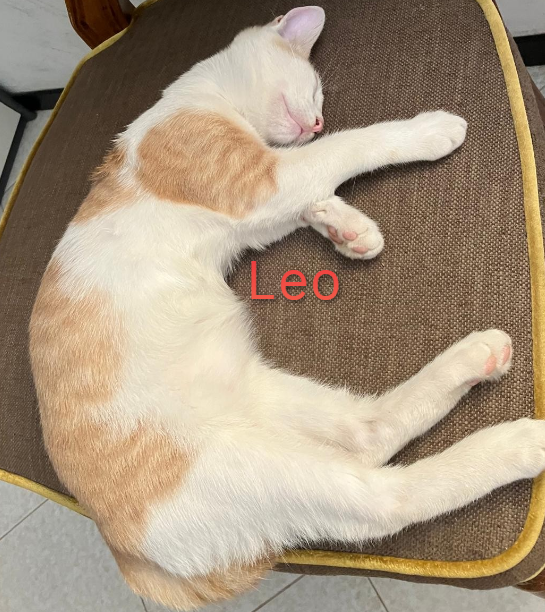 Leo, gattino dolcissimo e serio