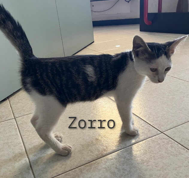 Zorro, le sue orecchie più grandi del suo corpo!