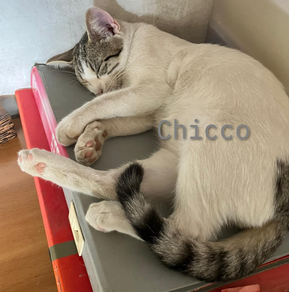 Chicco, un gattino perfetto