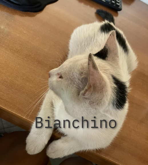 Bianchino, dolcissimo cucciolo
